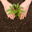 Tree Planting as a Summer Job