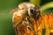 Where Are the Bees?