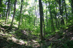 Old-growth forests 101