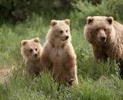 Species at Risk