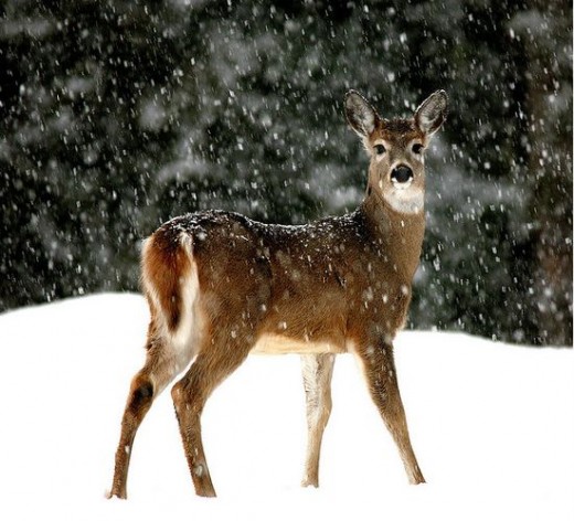 Season’s Greetings!