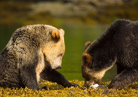 Grizzly Bears
