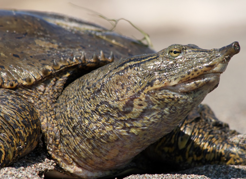 A Soft Spot for the Spiny Softshell Turtle