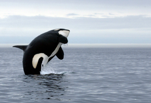 Endangered Animals of Canada
