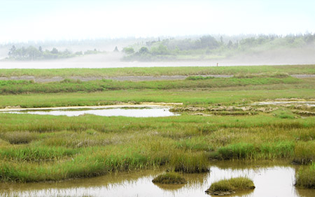 The Importance of Wetlands