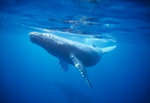 Whales of the Bay of Fundy