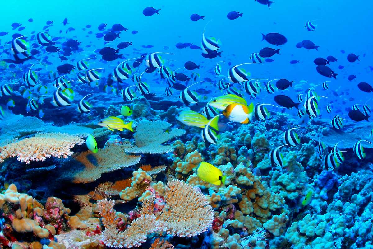 The Collapse of the Great Barrier Reef