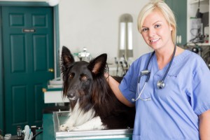 Working As A Vet Tech