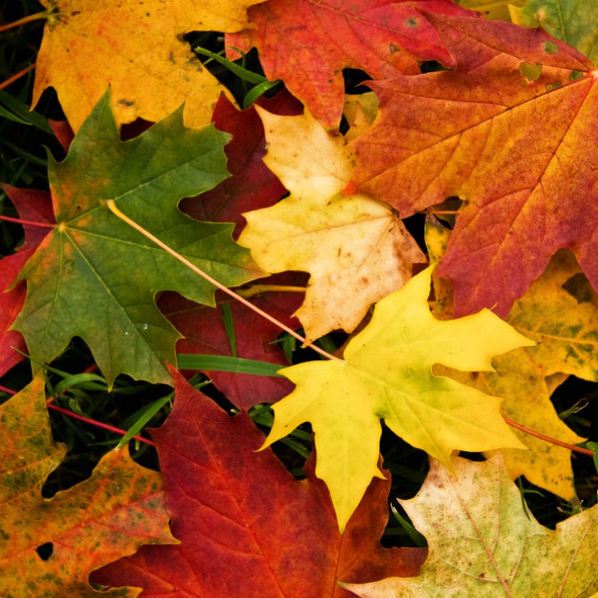 Changing Seasons