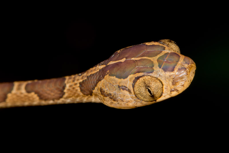 Taking Care of Reptiles