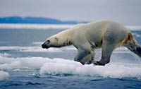 Climate Change and the Loss of Sea Ice in the Arctic