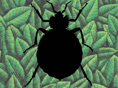 Bean Leaves, Bedbugs and Biomimicry