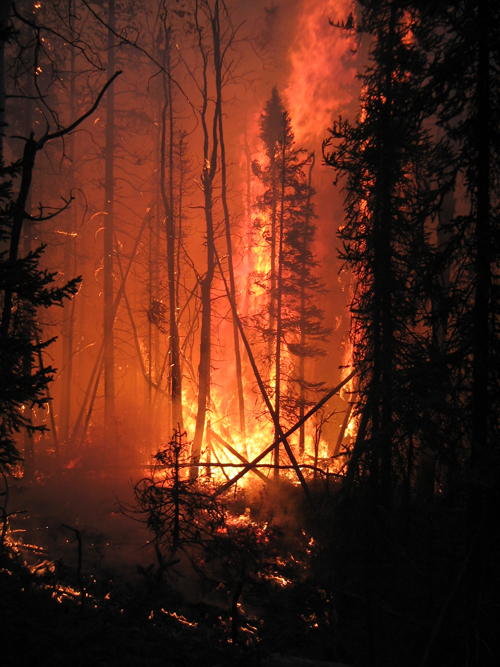 What Happens After a Forest Fire?
