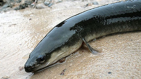 A Bad Deal for the American Eel