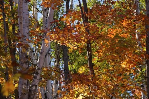 3 Unique Outdoor, Year-Round Trades Careers