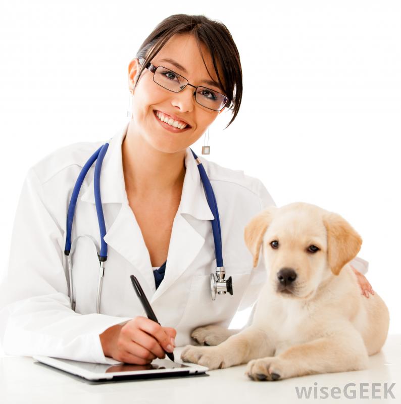 Career Profile: Animal Trainer