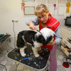 Interview with a Dog Groomer