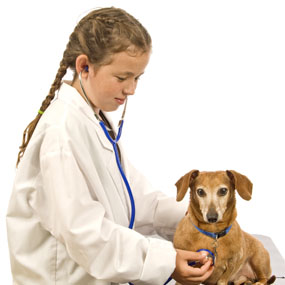 Don’t Bark at the Wrong Tree: What You Really Need to Know about Volunteering in Animal Shelter