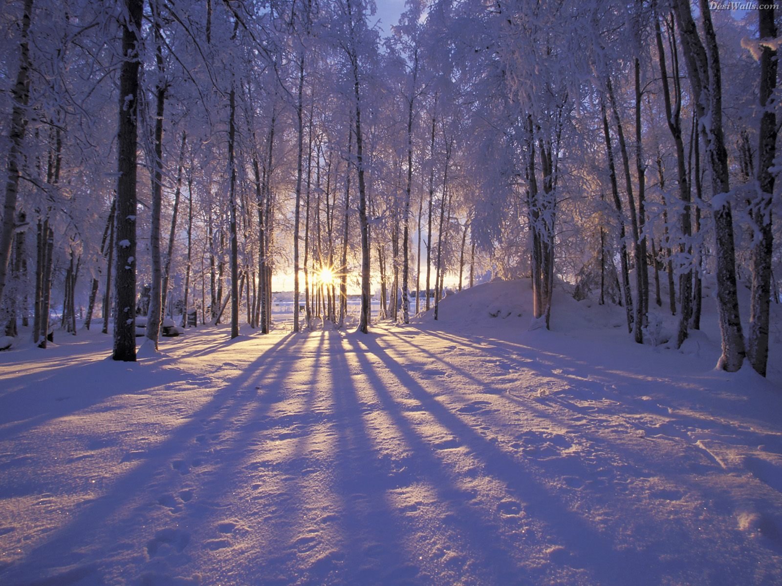 The Wilderness of Winter