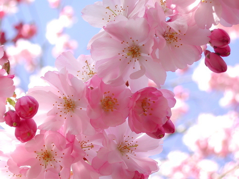 Spring Has Sprung