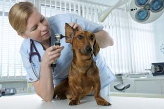 Career Profile: Veterinarian