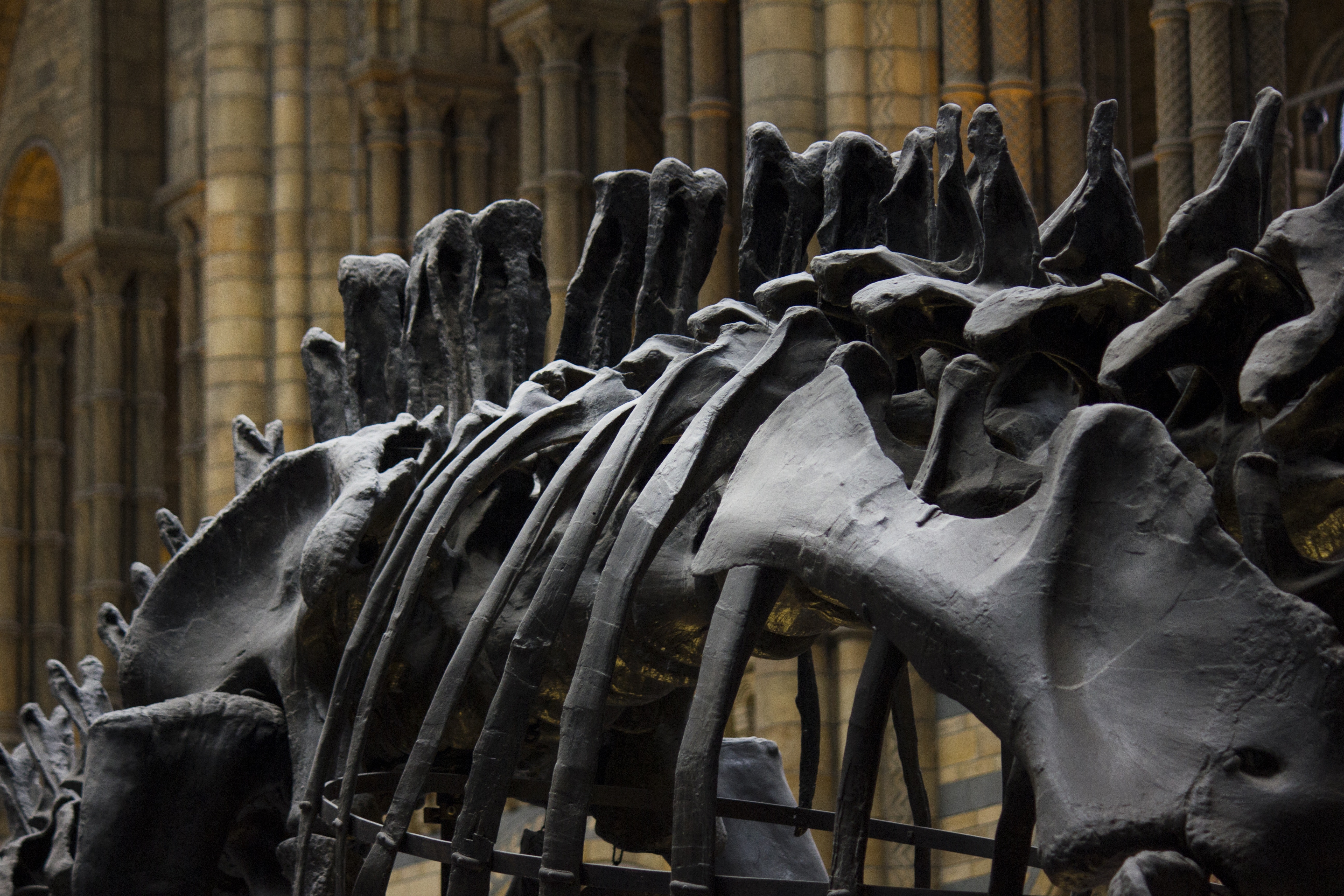 Career Profile: Anthropologist/Archaeologist