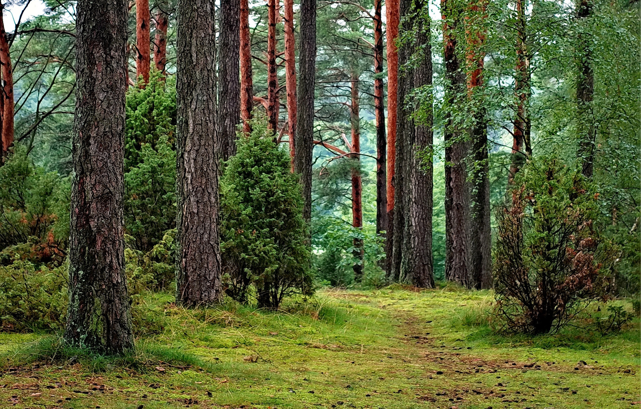Career Profile: Forest and Conservation Technician