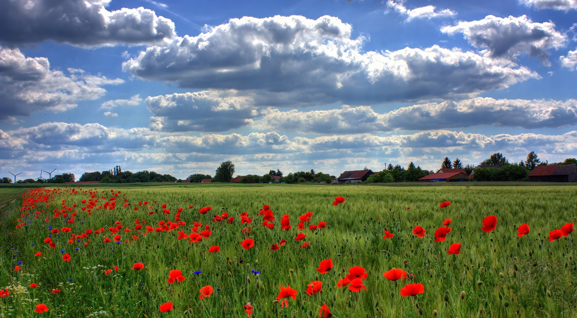 In November We Remember