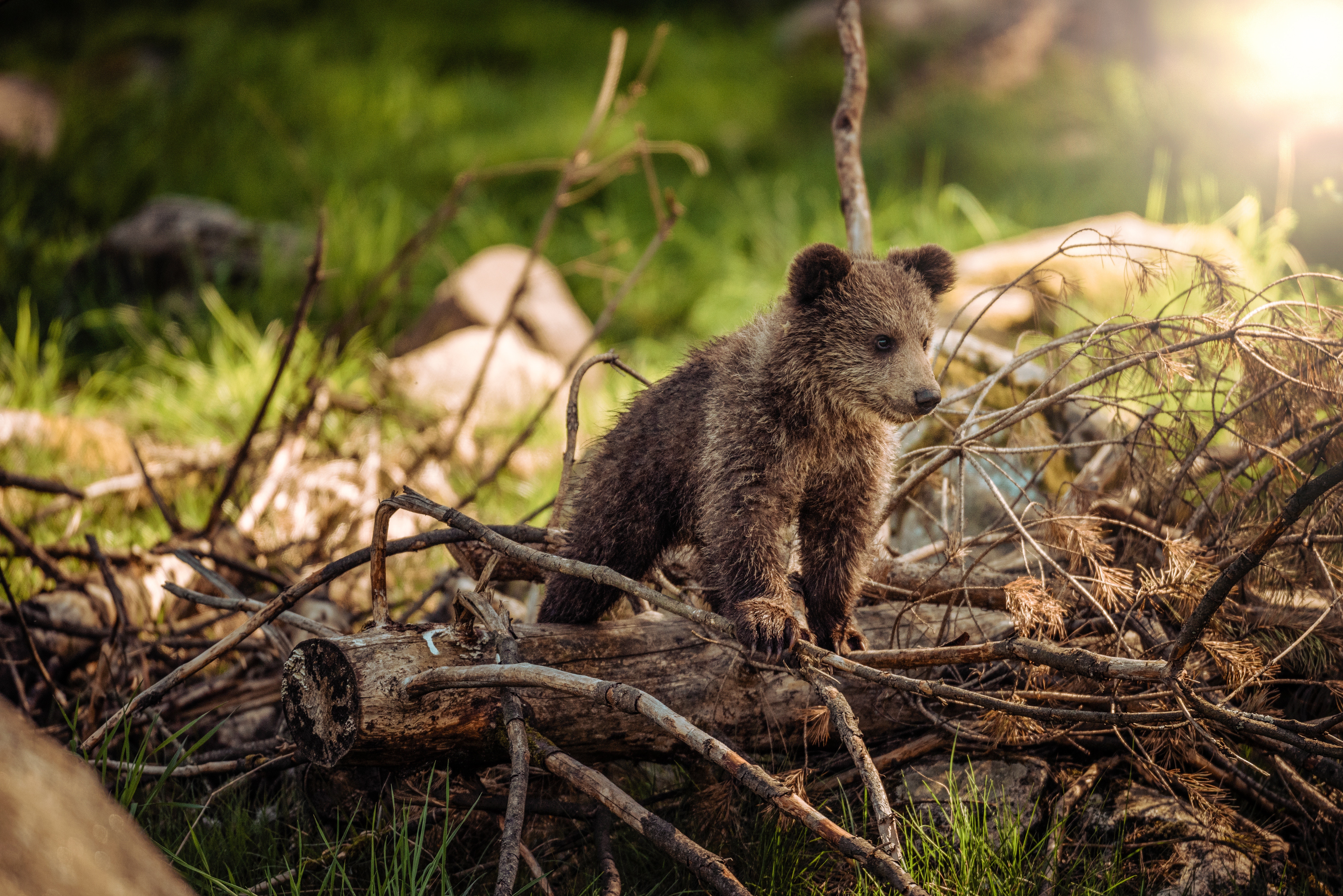 The Importance of Studying Animals