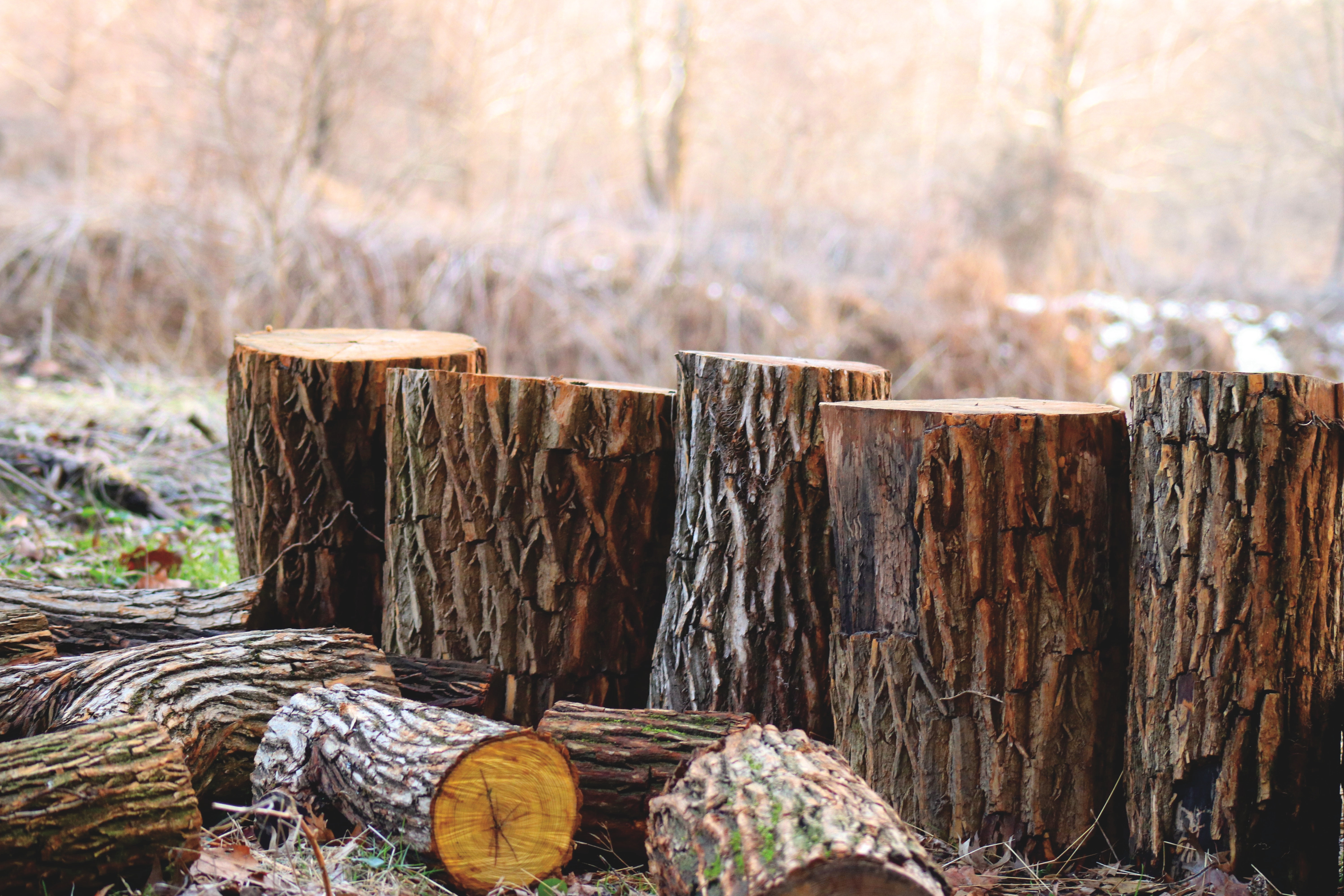 Fighting for the Future a Plant at a Time: An Arborist Career Profile