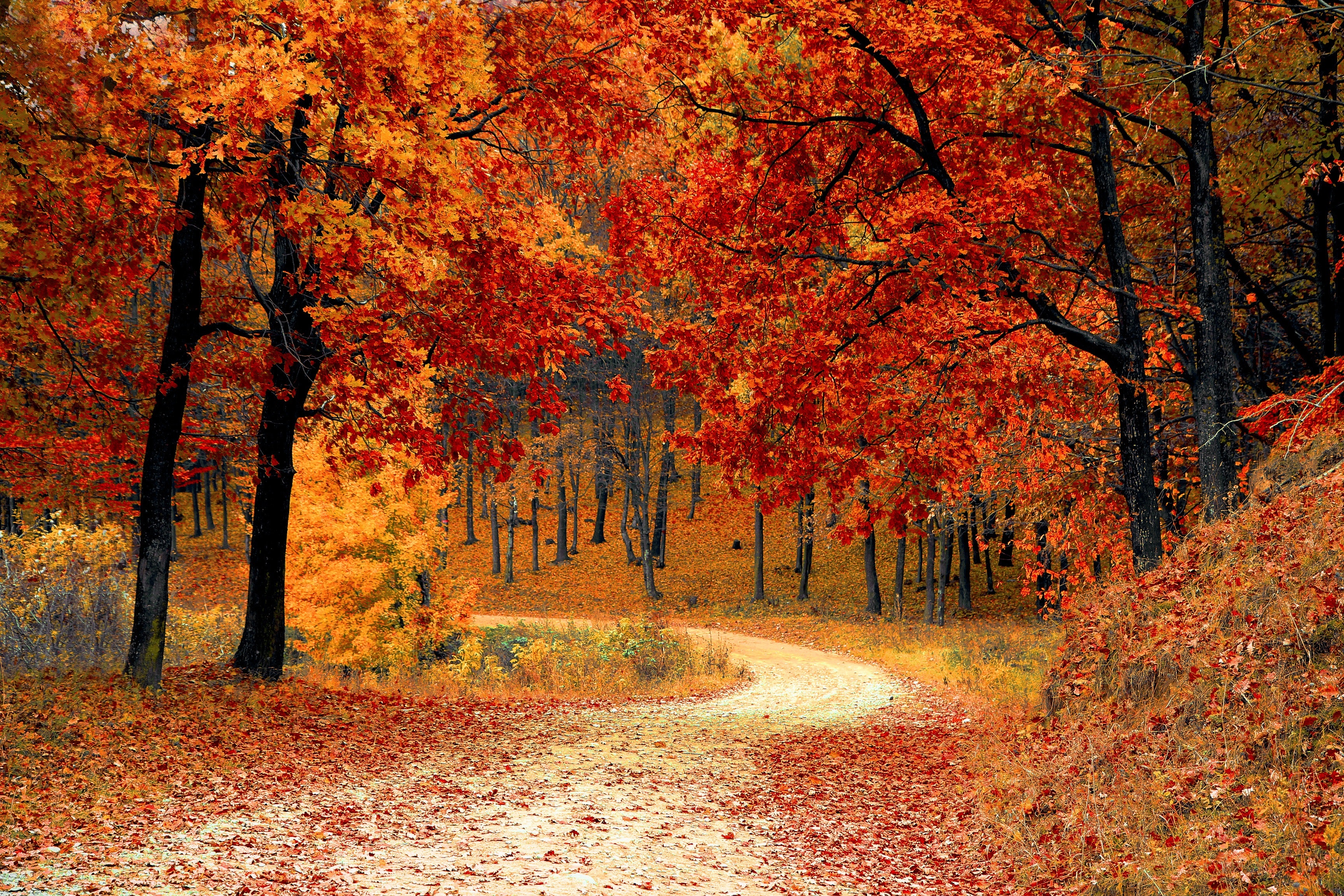 Career Profile: Arborist