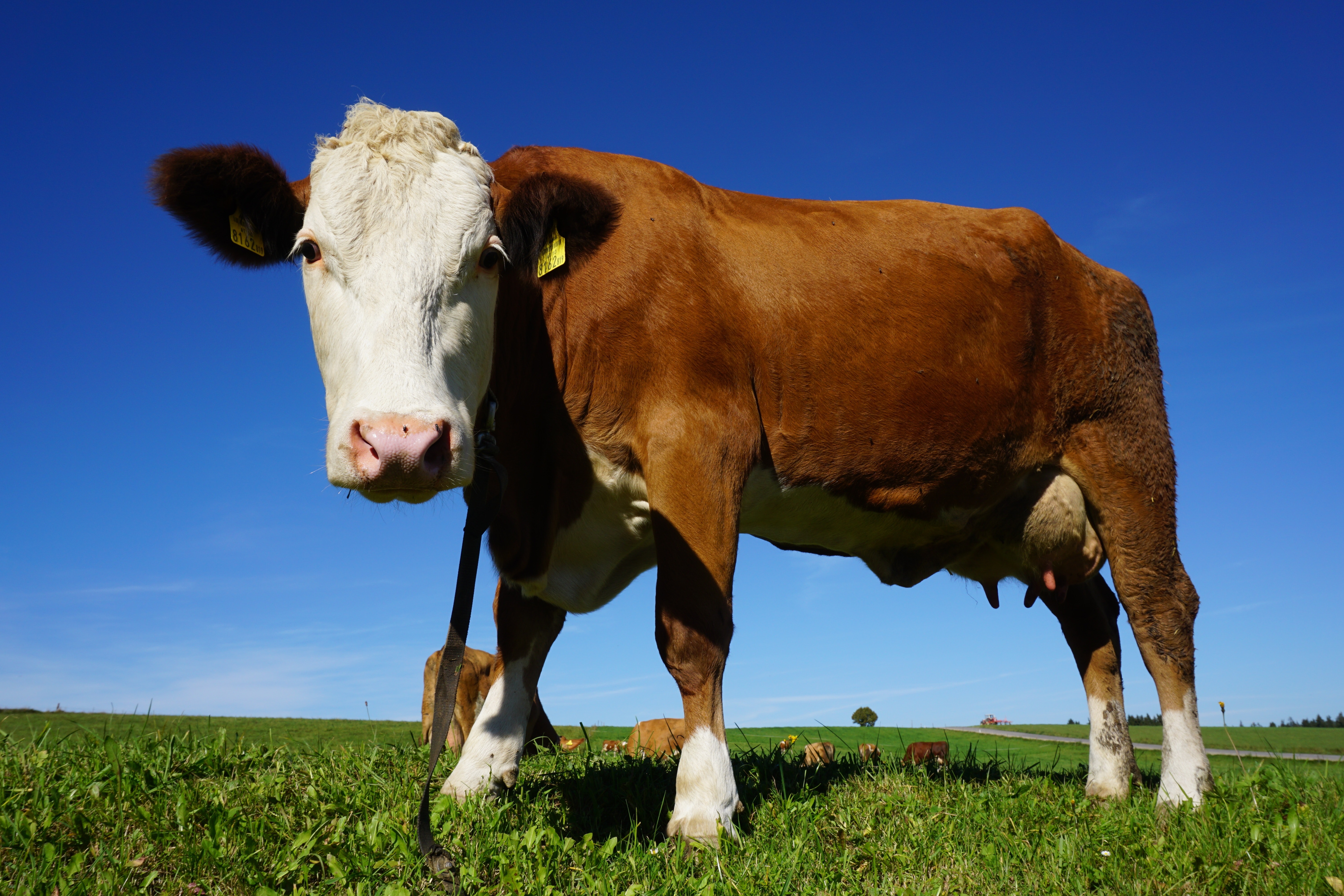 Agricultural – Dairy Herdsperson