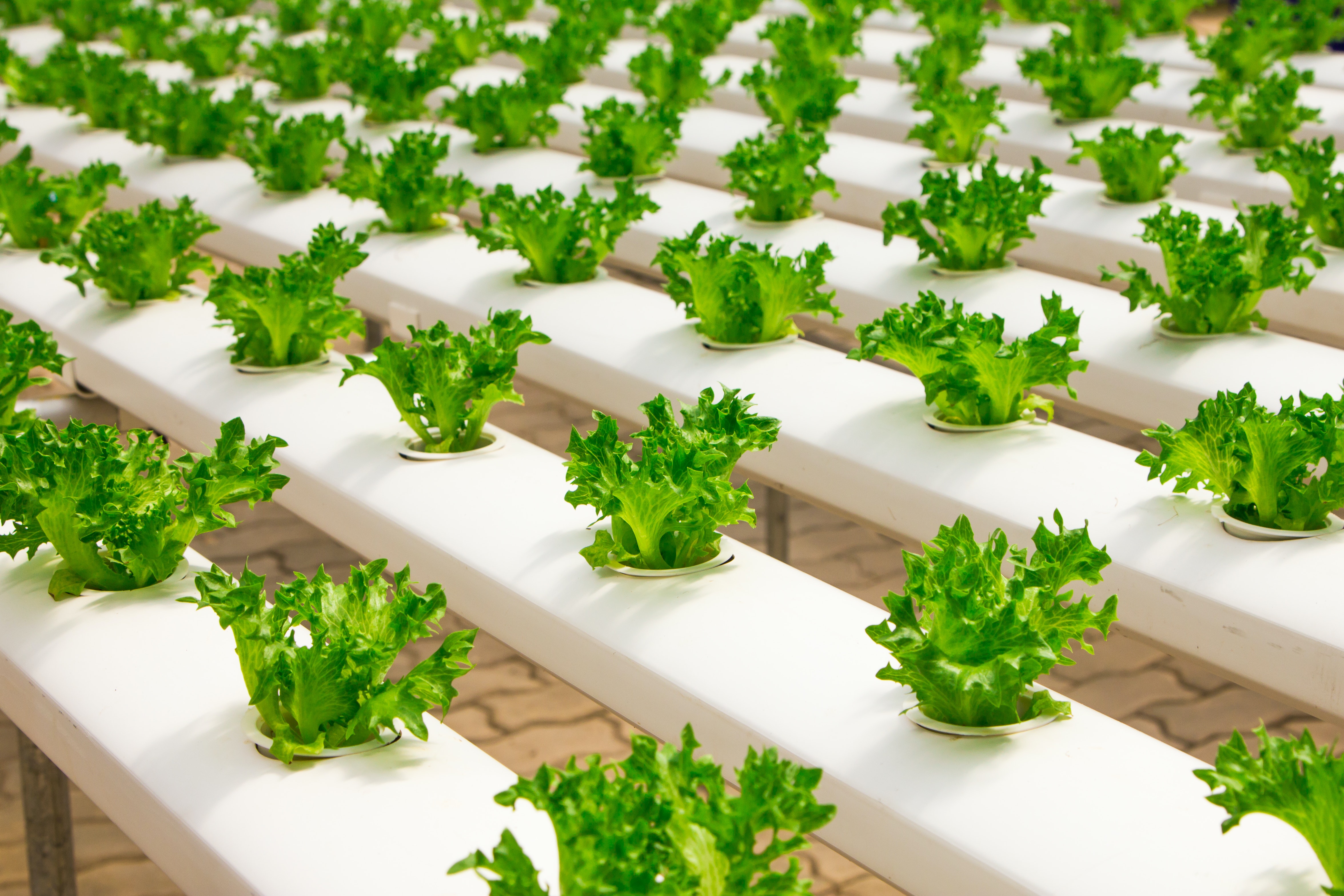 How We Can Transform the Food Industry for a Better World