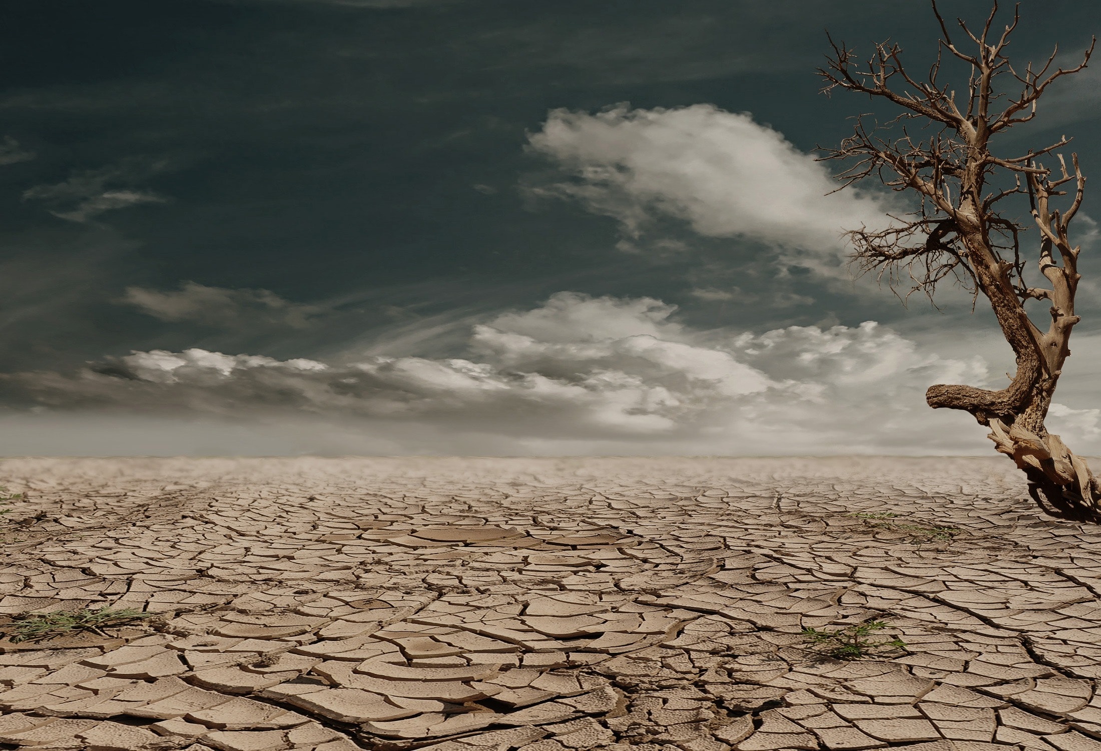 The COVID-19 Pandemic and the Climate Crisis