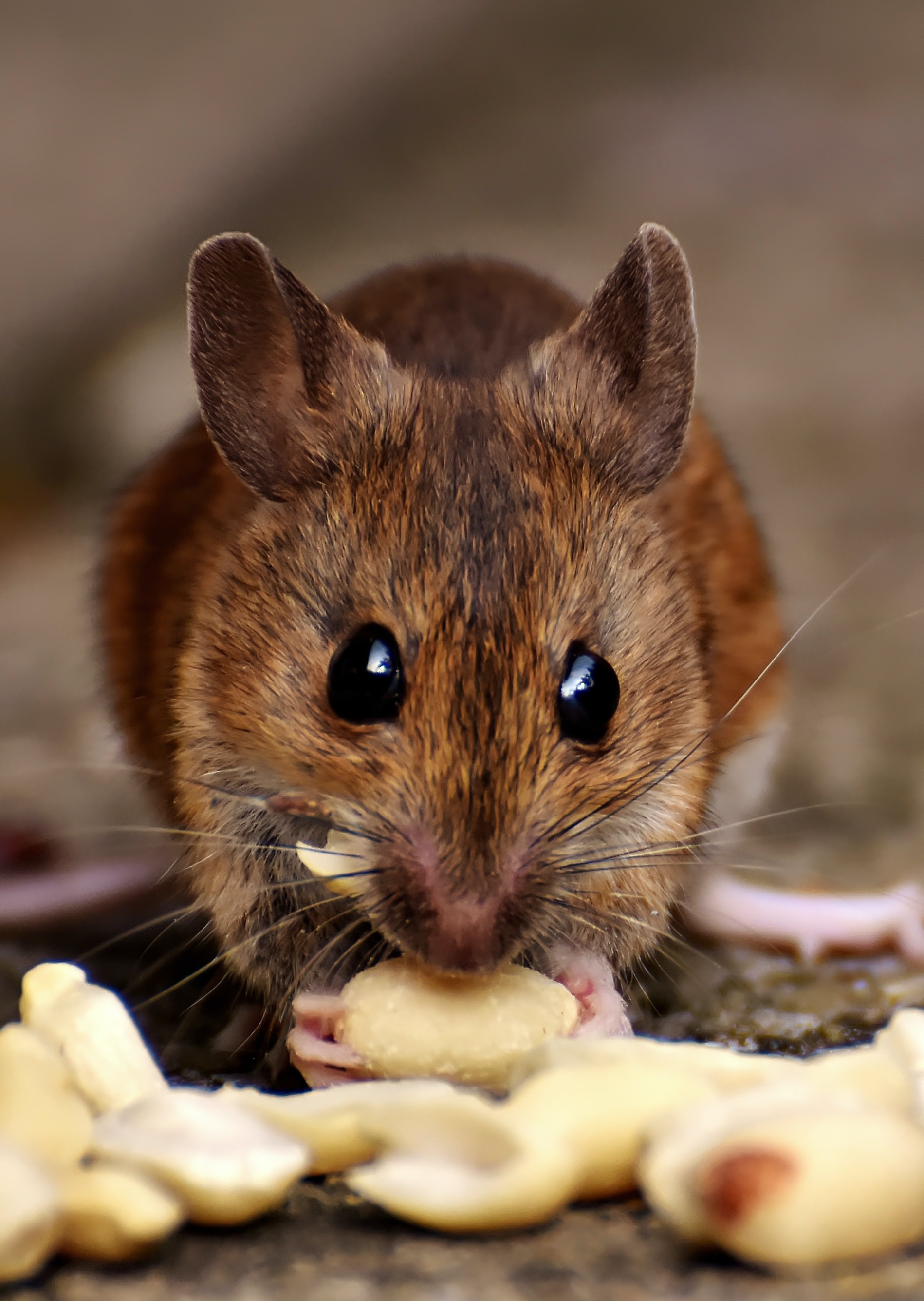 Career Profile: Pest Control Worker