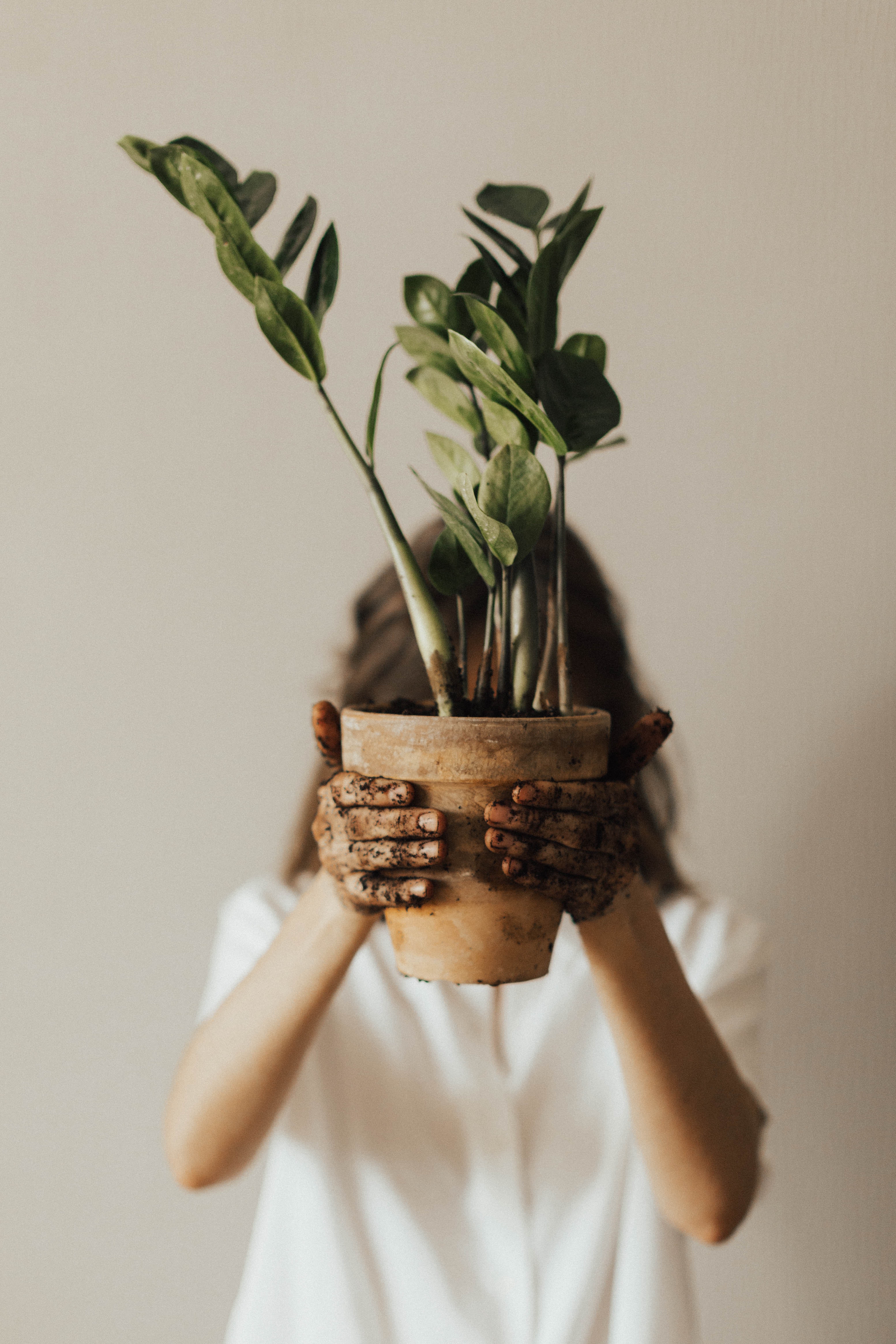 Different Houseplants for Your Home