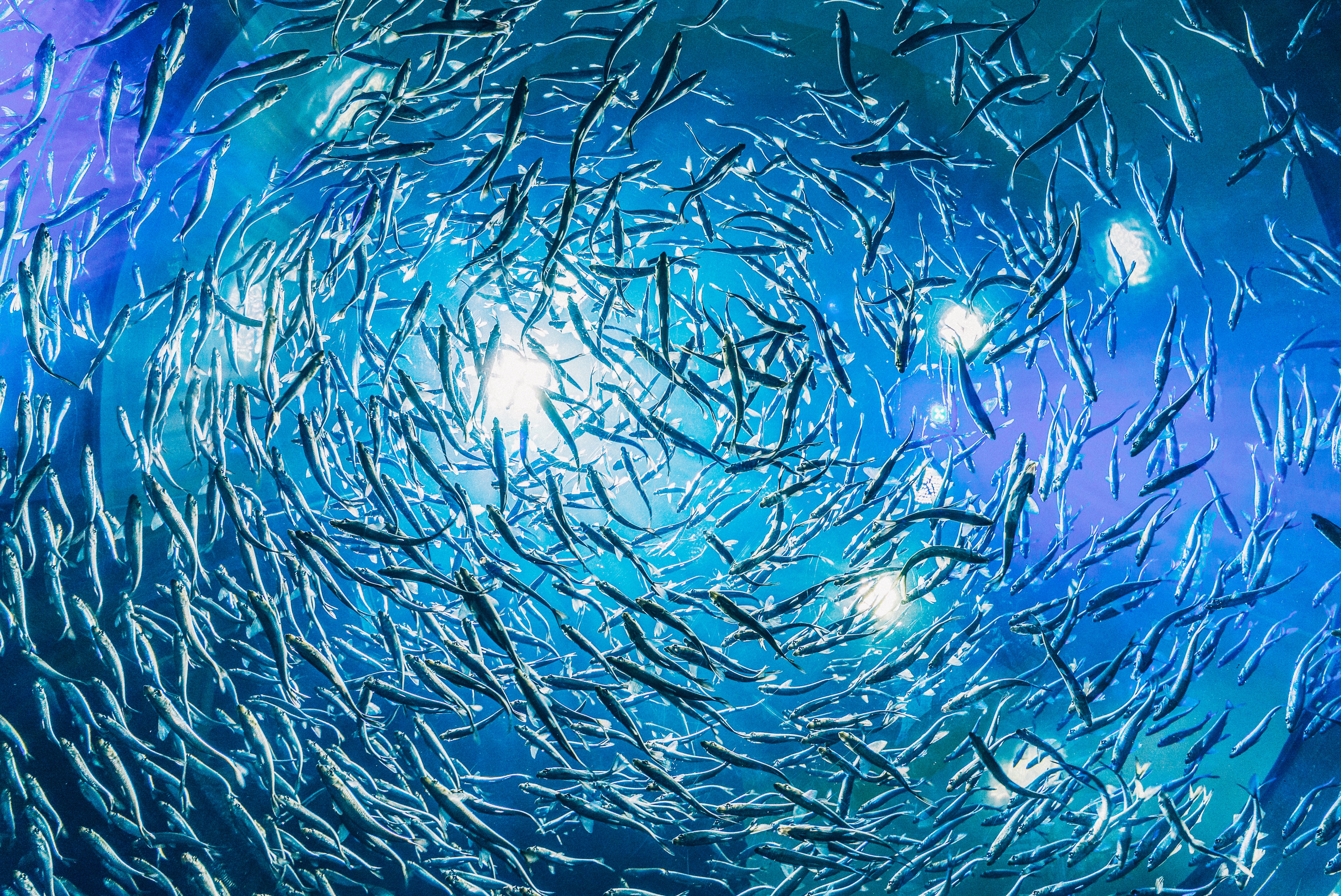 Career Profile: Fish Hatchery Manager