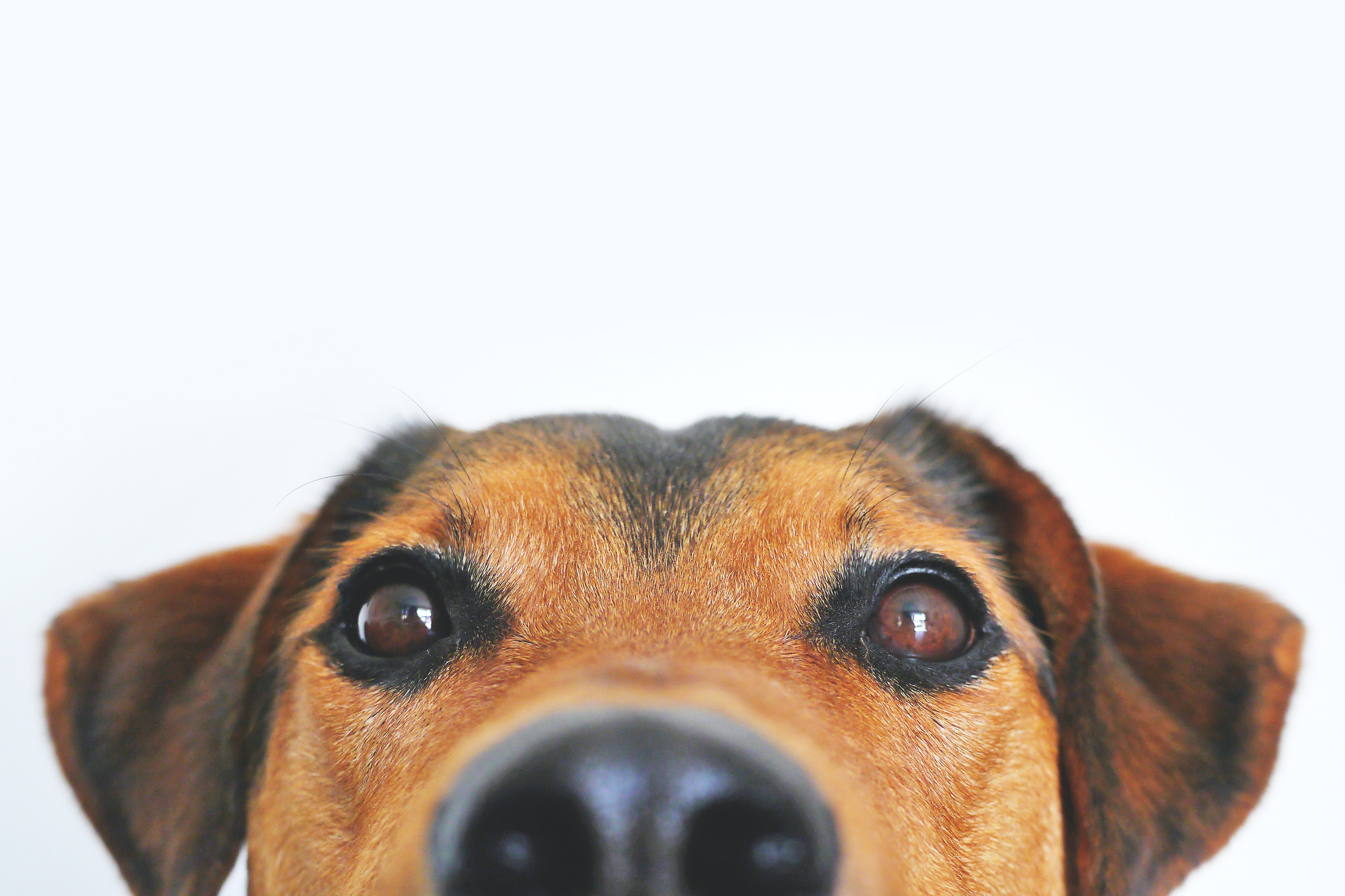Campus Life: The Pros and Cons of Pet Ownership In Post-Secondary