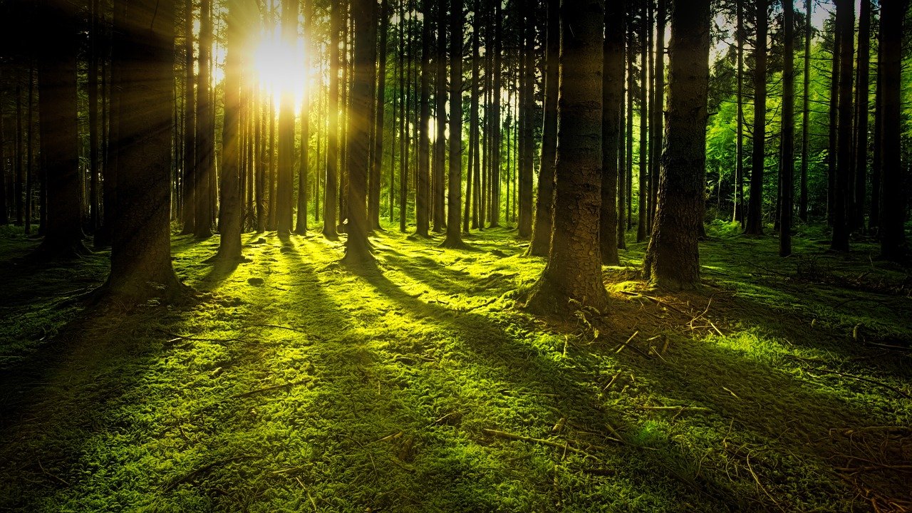Career Profile: Foresters