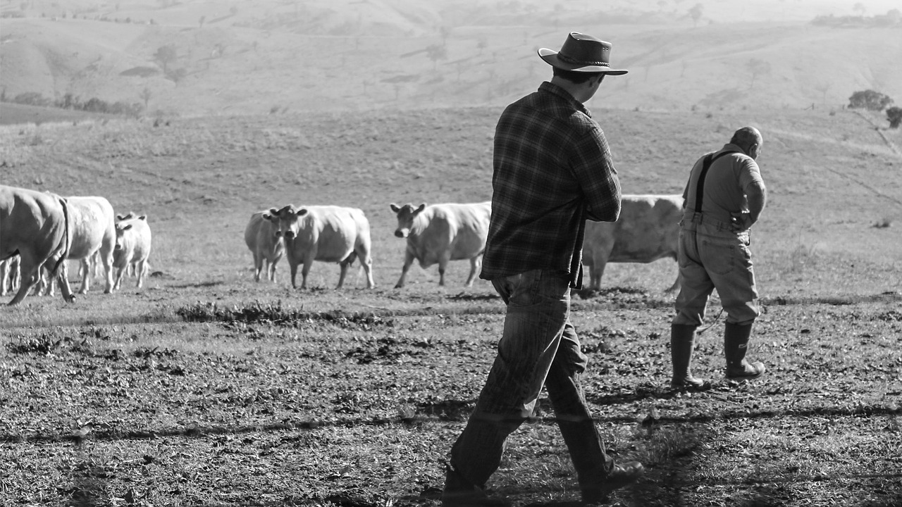 Career Profile: Agricultural Dairy Herdsperson