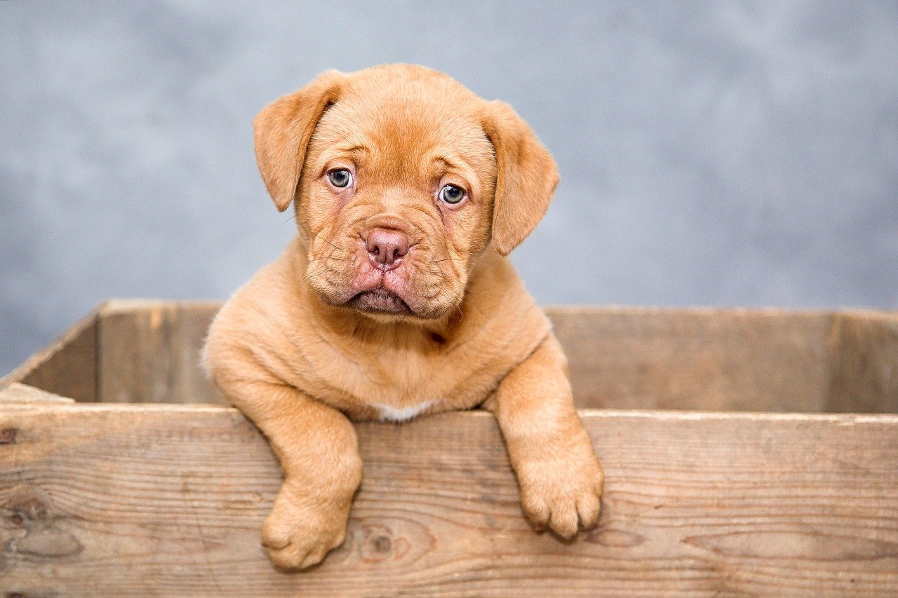 All About Pet Fostering