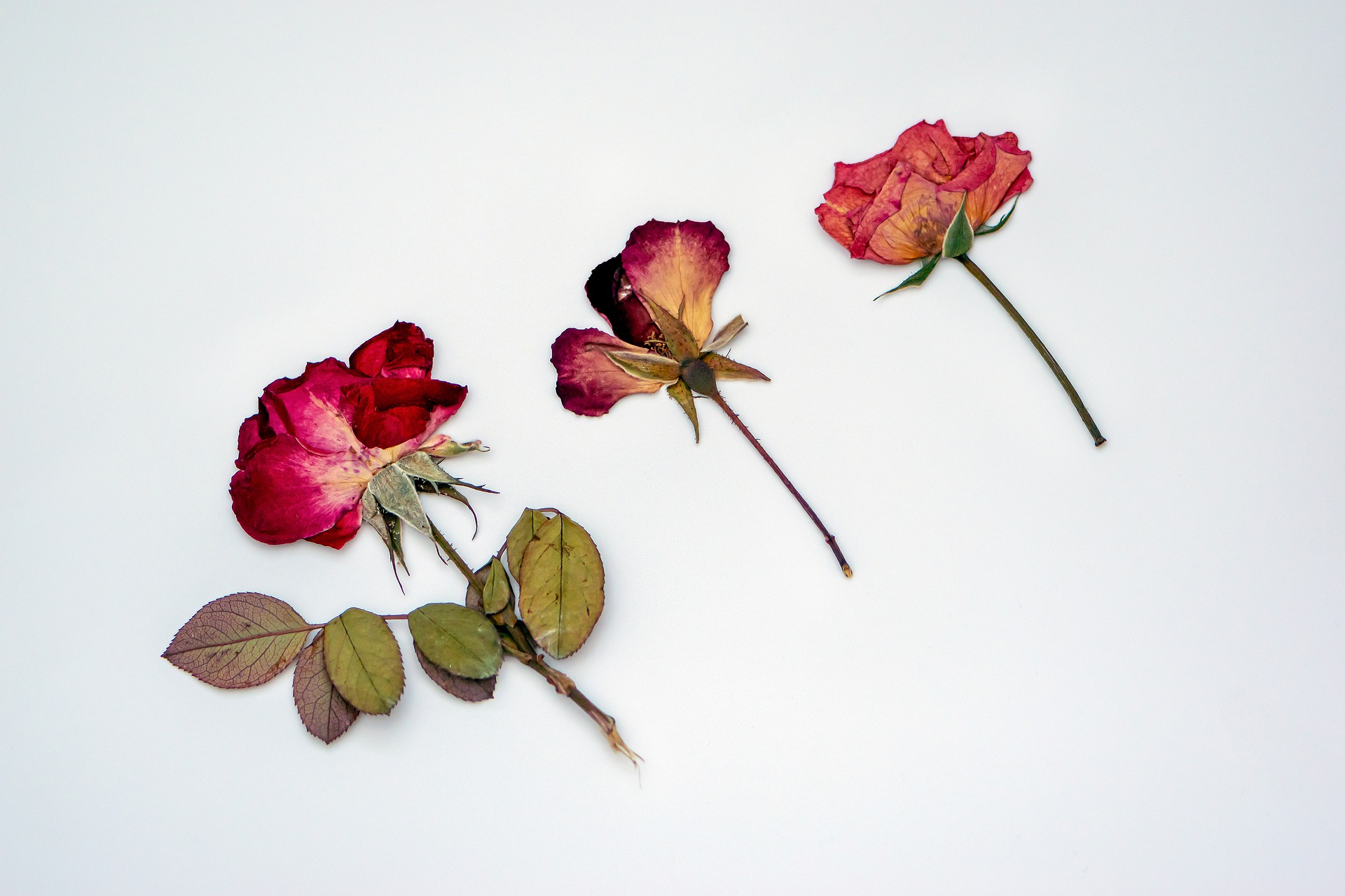 Making Art with Pressed Flowers: A Starter Kit