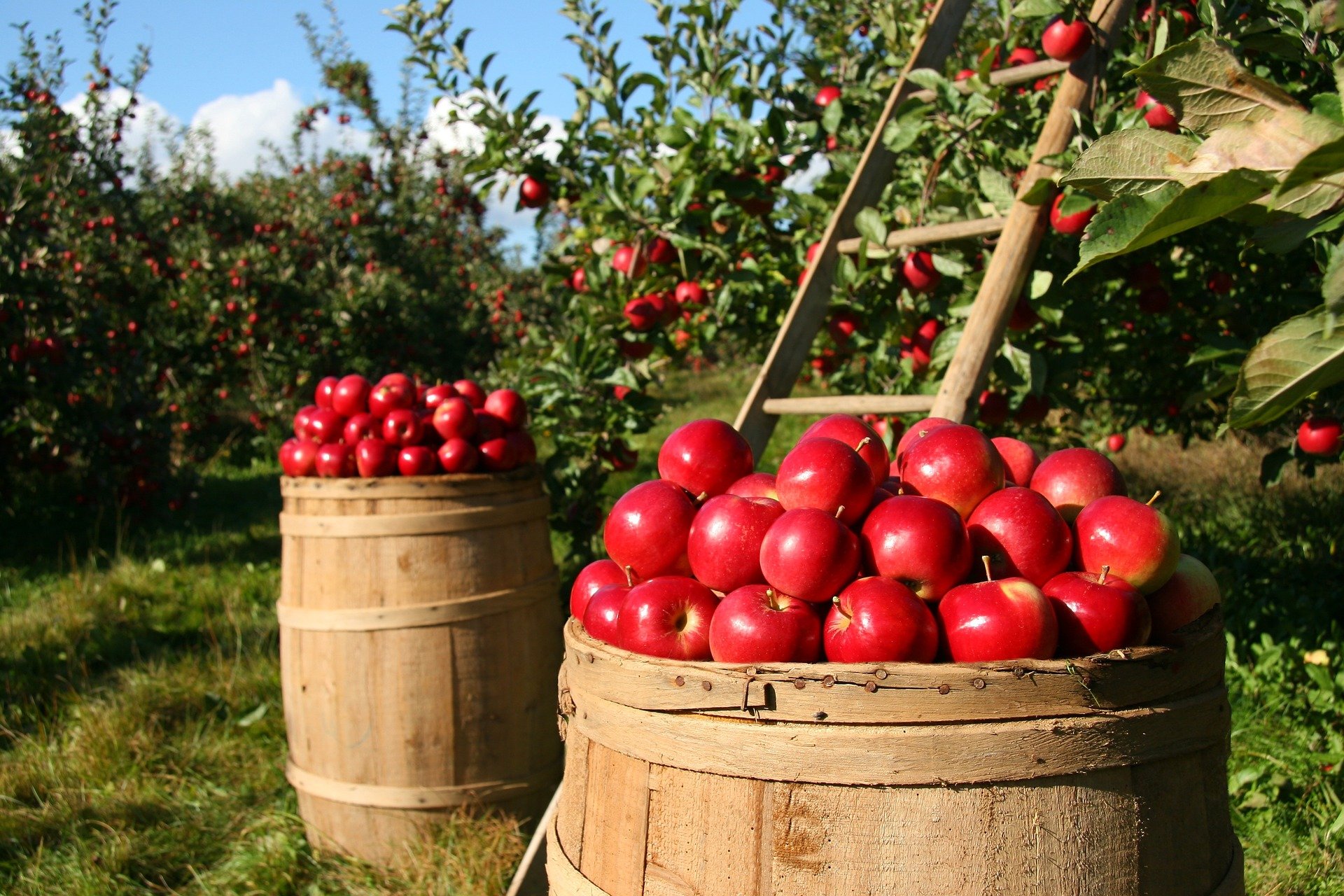 Graders and Sorters, Agricultural Products (French version available)