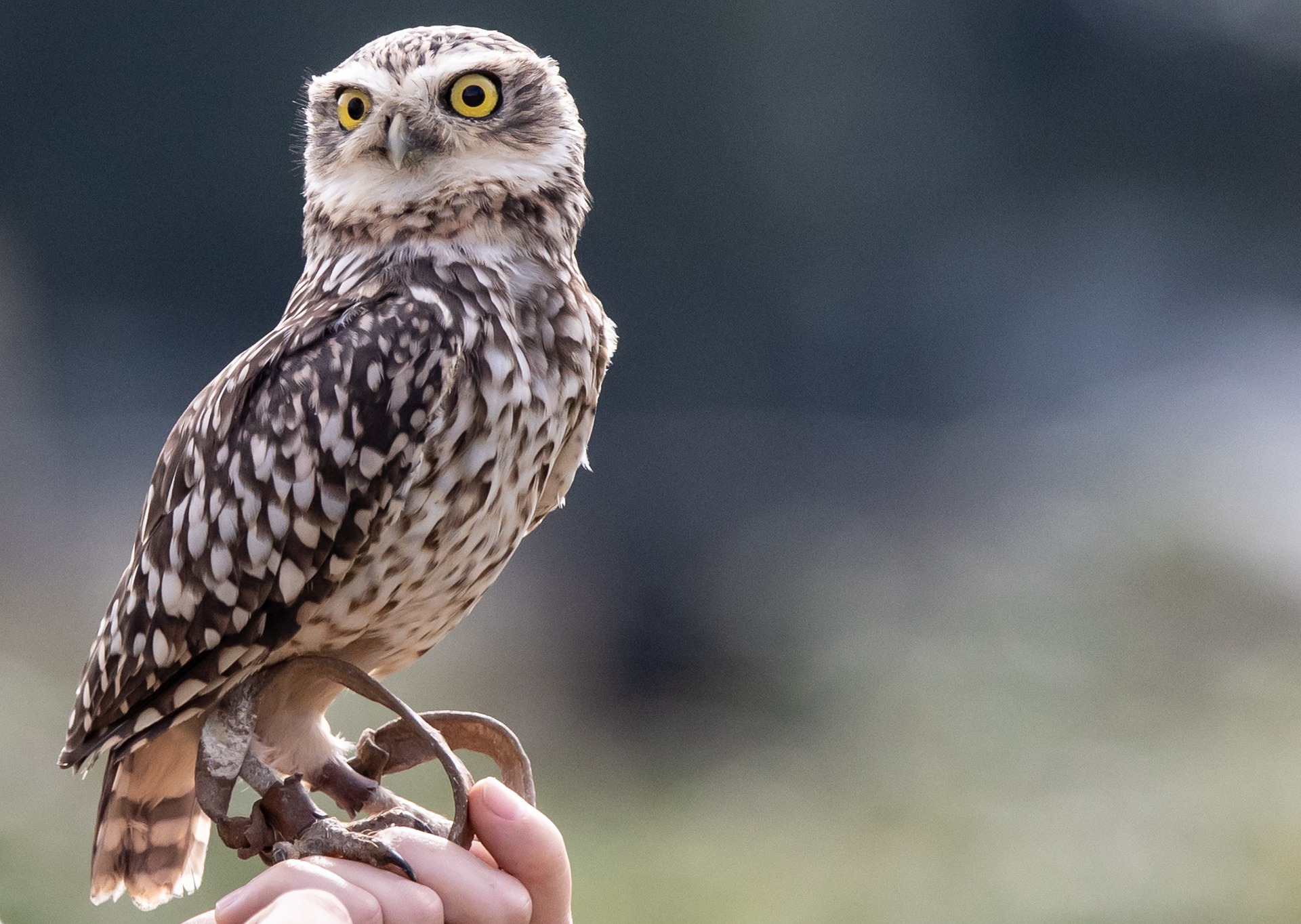 Endangered Species Highlight: The Burrowing Owl