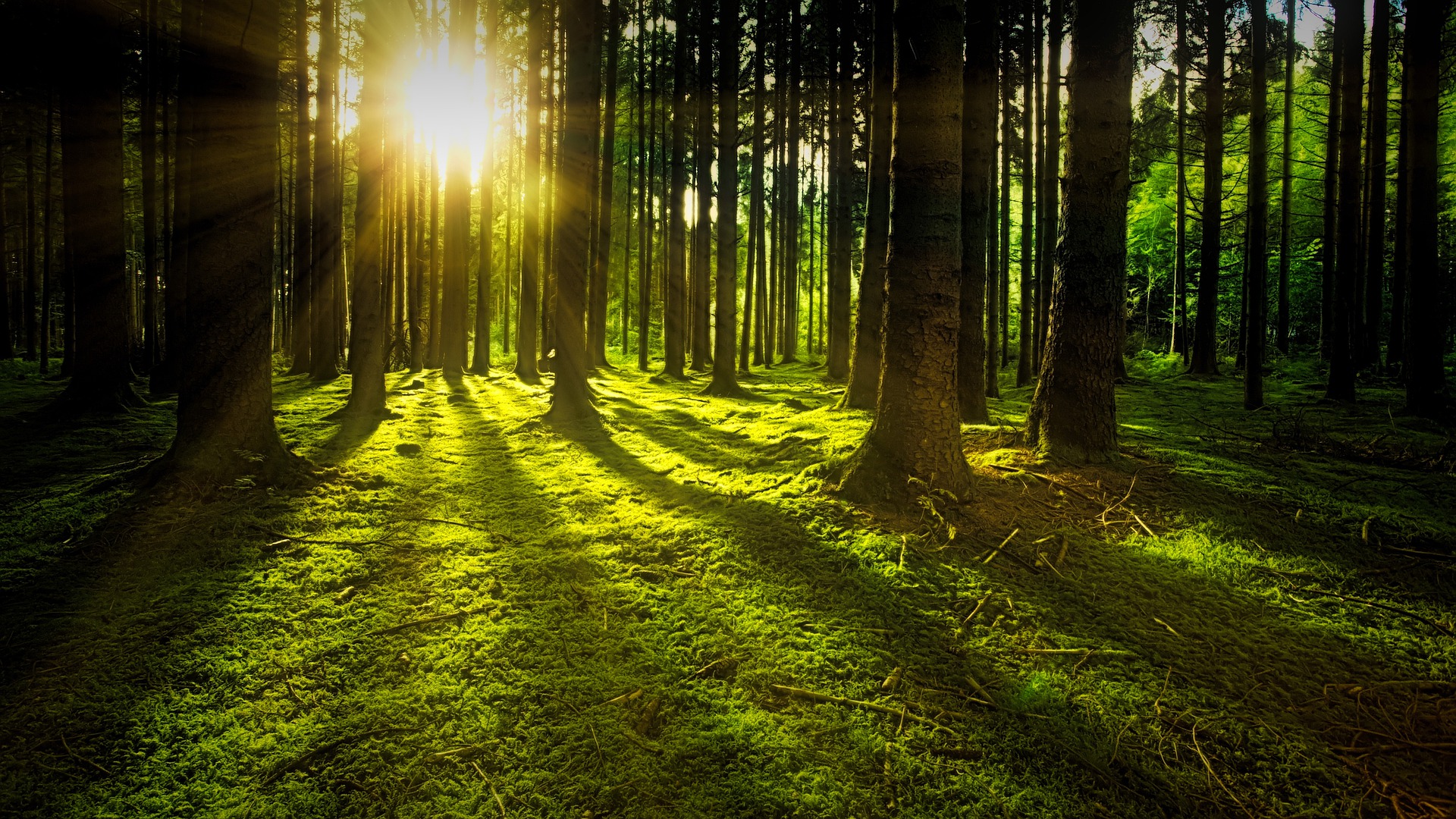 Career Profile: Foresters (French version available)