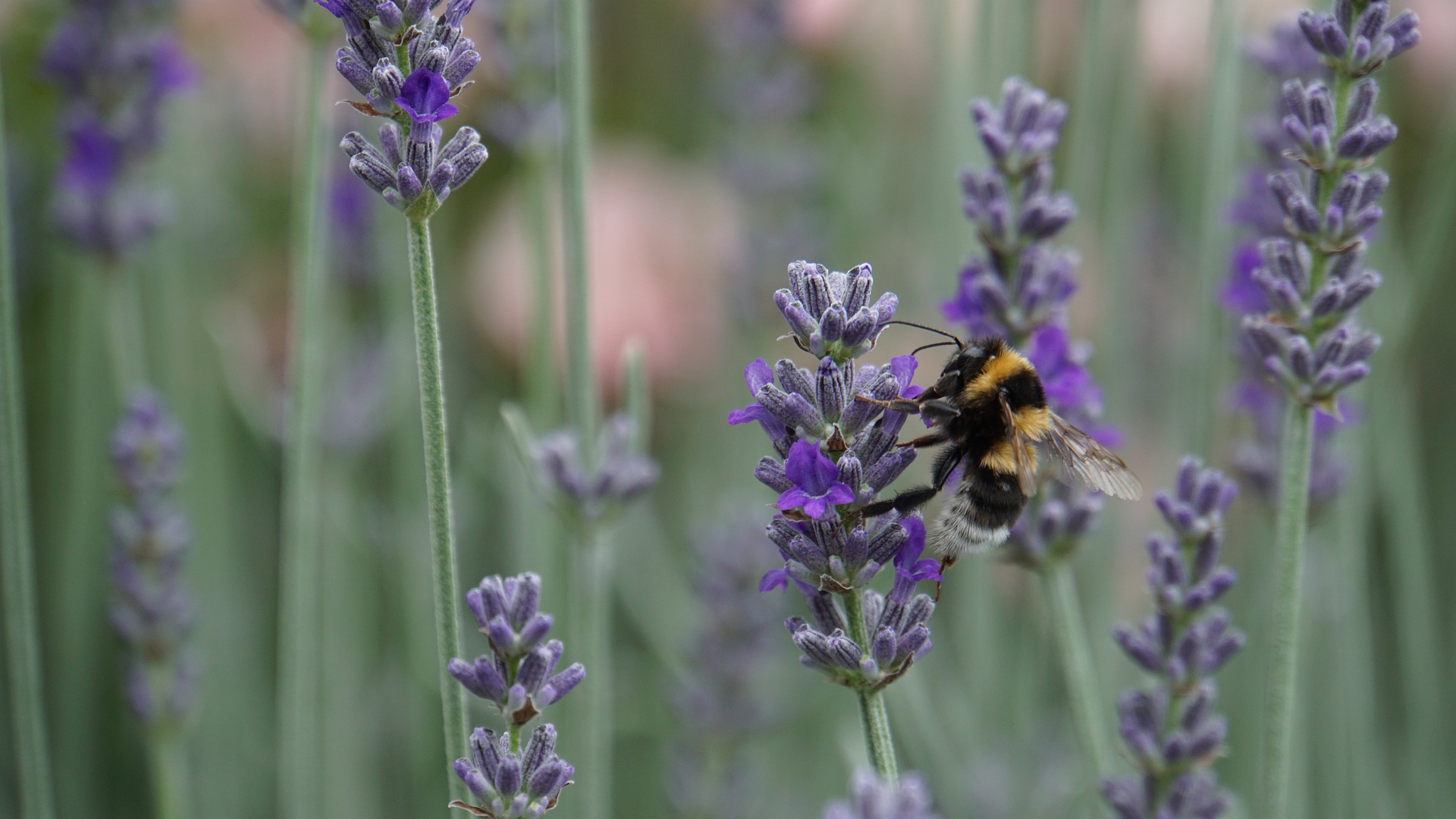 The biodiversity crisis and climate change