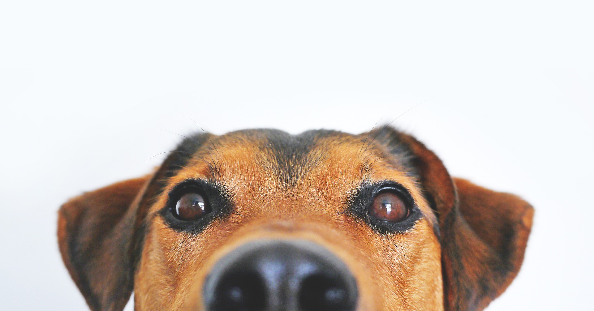A look at pet adoption and Canada’s ban on street dogs
