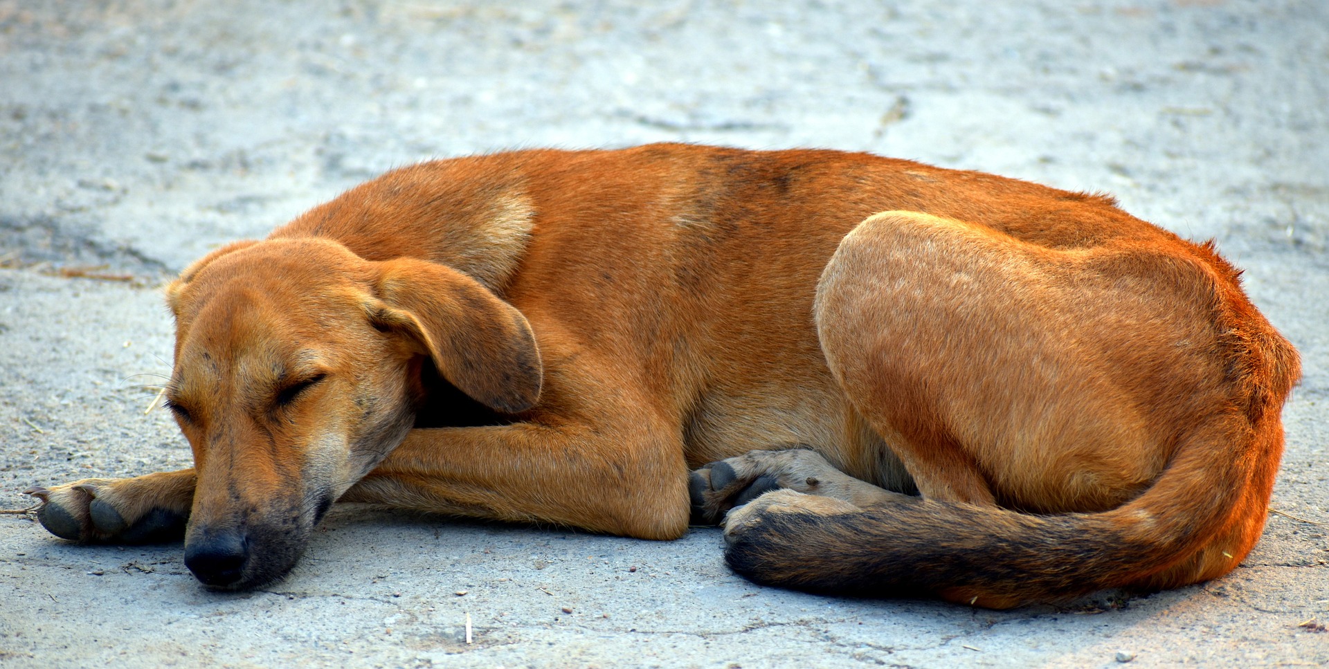 Canada’s Ban on Street Dogs From Over 100 Countries: Is It the Right Decision?