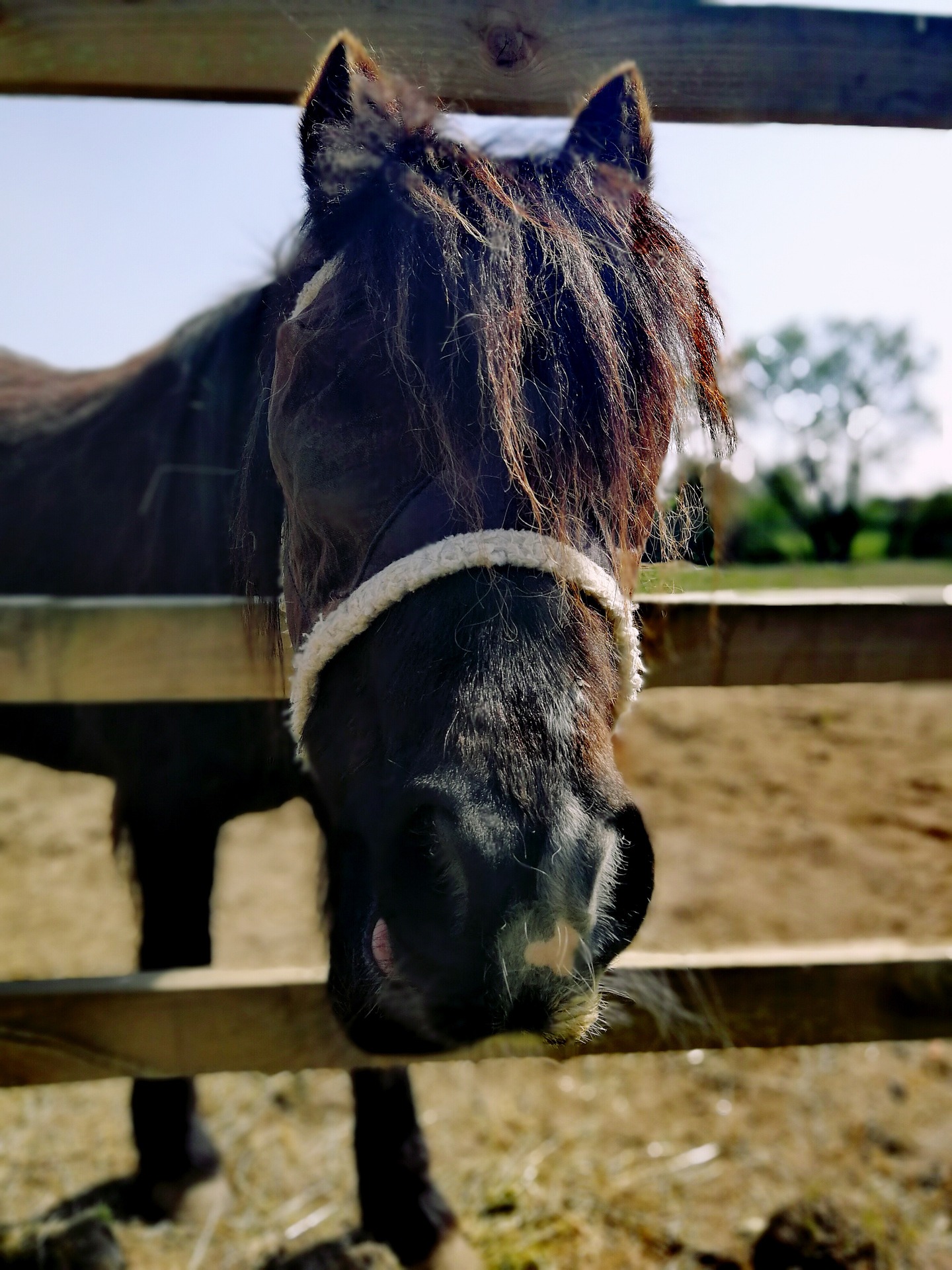 Career Profile: Veterinarians for Large Animals