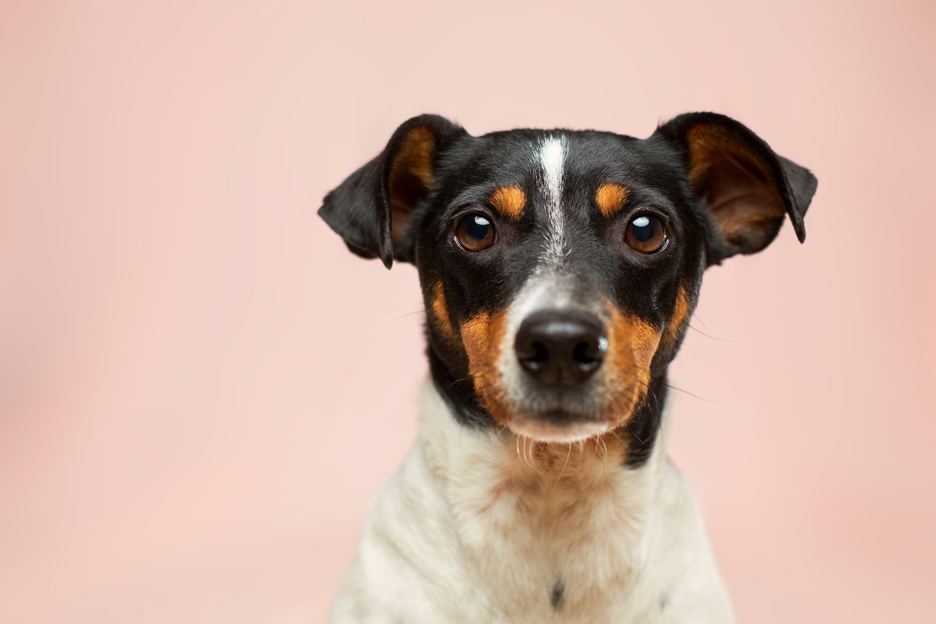 The Role of Pets in Mental Wellbeing